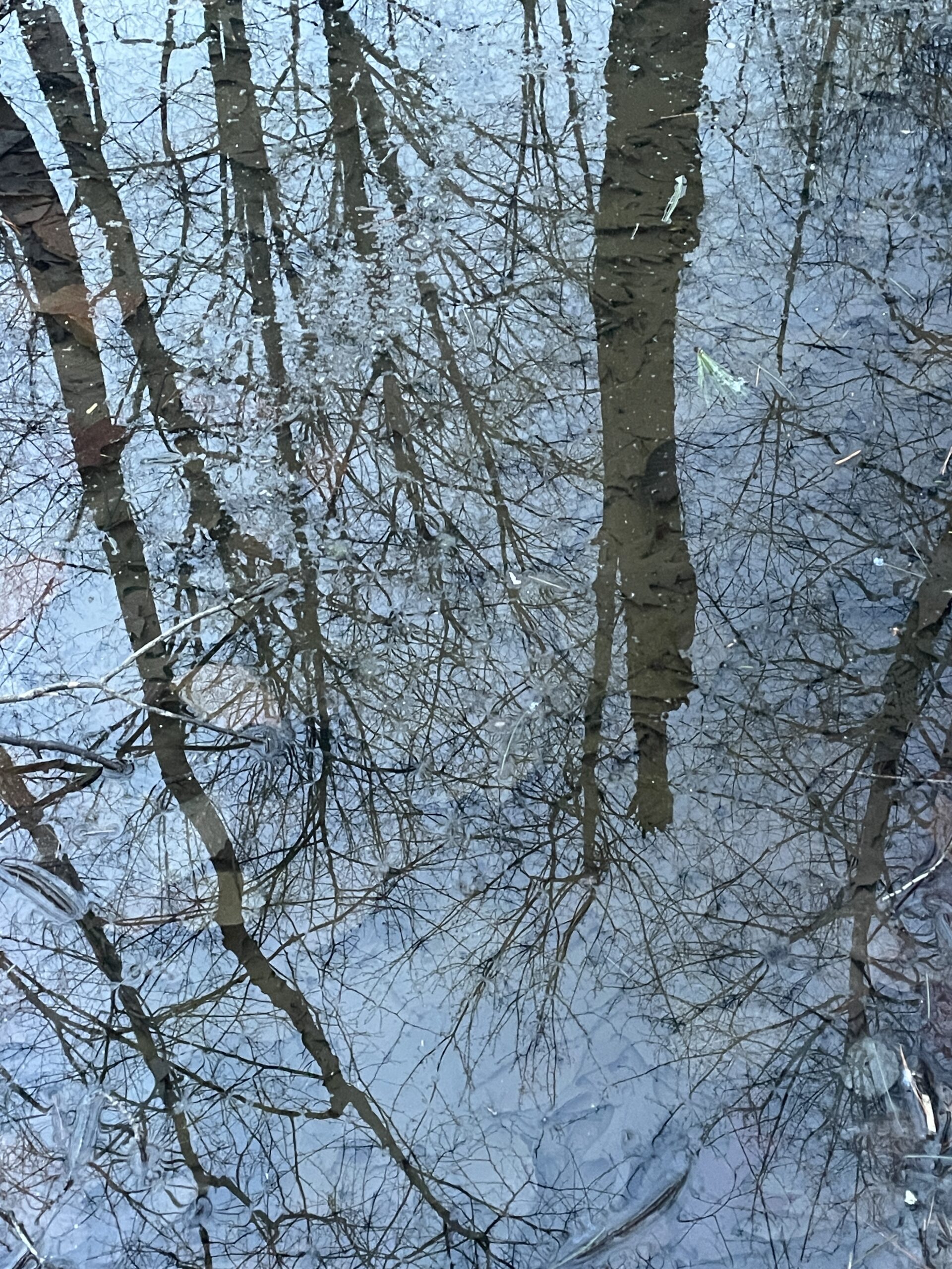 In Light of the Trees